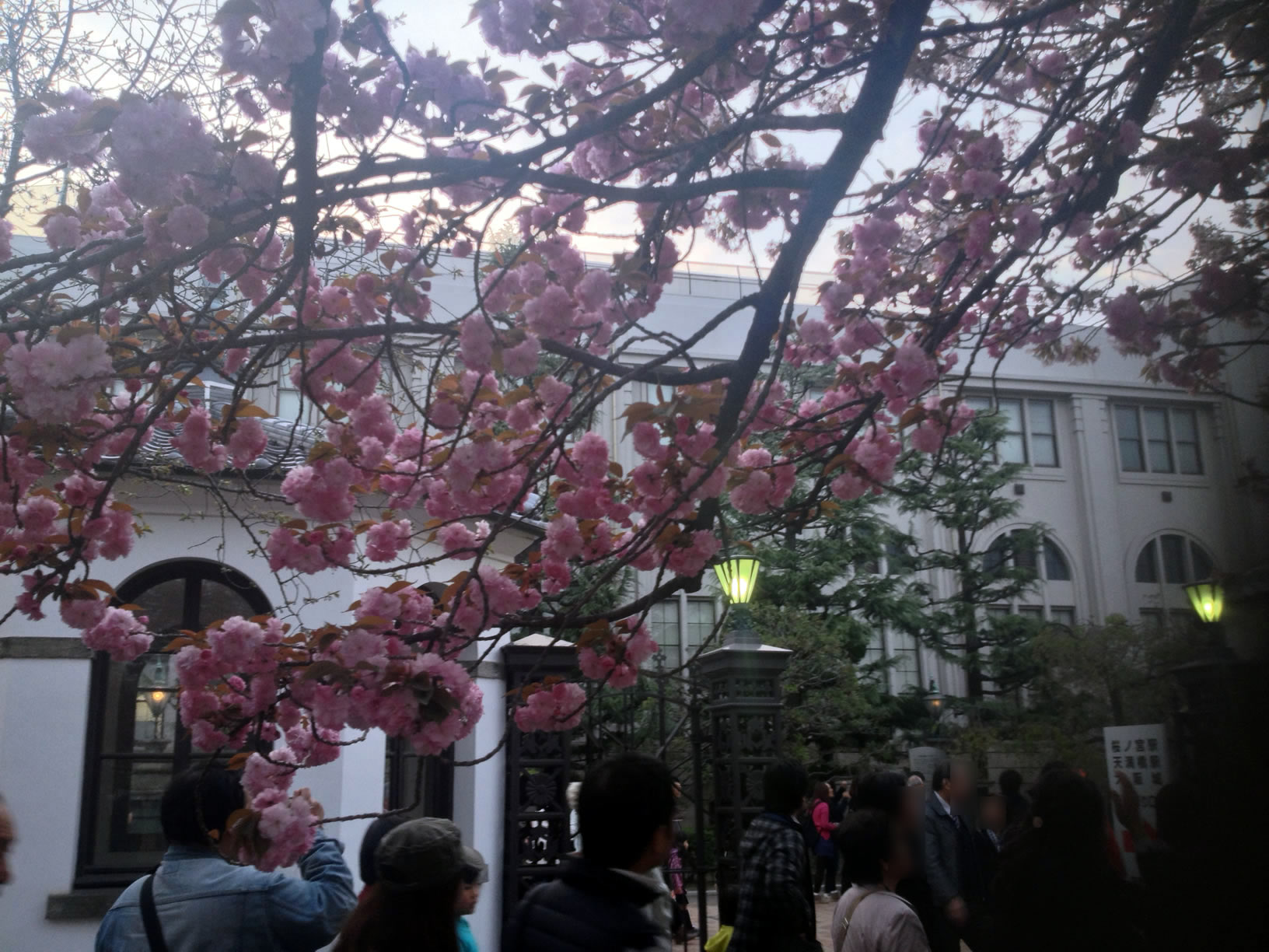 2014年の造幣局桜の通り抜け31 2014年の造幣局桜の通り抜け31